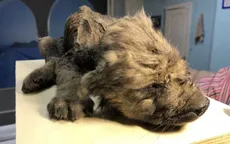 “Chú chó Kỷ Băng hà” được tìm thấy sau 18.000 năm vùi trong băng vĩnh cửu