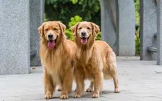 Được trả lương gần 1 tỷ đồng/năm chỉ để… trông nhà và chăm sóc cún cưng