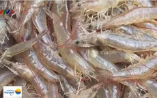 Giá tôm nguyên liệu tại ĐBSCL tăng cao
