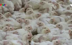 Ngành chăn nuôi gà của Ba Lan phát triển mạnh