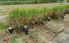 Khi vị mía Hậu Giang không còn ngọt
