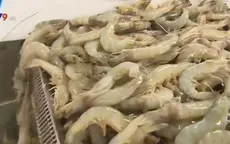 Trúng mùa, trúng giá, người nuôi tôm Bạc Liêu phấn khởi