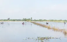 Độc đáo cuộc thi kéo côn bắt cá đồng ở miền Tây