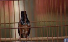 Cà phê chim cảnh giữa lòng thành phố