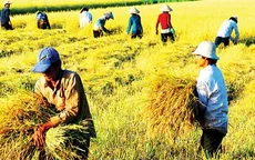 Định hướng an ninh lương thực trong tình hình mới