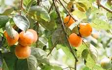 Mùa du lịch vườn hồng ăn trái