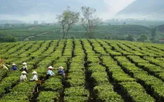 Việt Nam là nhà cung cấp trà số 1 cho Đài Loan (Trung Quốc)