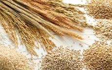 FAO: Giá lương thực thế giới tăng lần đầu tiên trong 5 tháng