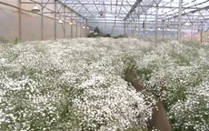 Bỏ lỡ cơ hội thị trường vì thiếu giống hoa mới