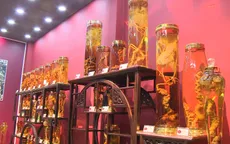 Việt Nam có bảo tàng sâm Ngọc Linh đầu tiên