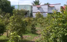 Mai một làng mai Tết do thiếu đất canh tác