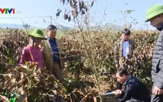 Gần 600ha cà phê ở Sơn La chết cháy do sương muối