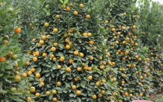 Quất Tết tại Quảng Nam được giá