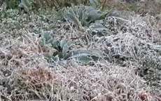 Hơn 1.000 ha cây trồng ở Sơn La bị thiệt hại do sương muối