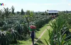 Khó khăn đầu ra của nông sản