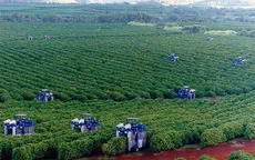 Xuất khẩu cà phê Brazil ghi nhận mức kỷ lục mới
