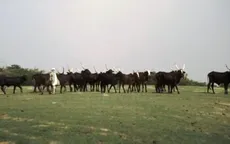 Người du mục Fulani - Một cộng đồng dần biến mất