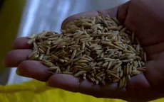 Phạt 80 triệu đồng doanh nghiệp sản xuất lúa giống trái phép