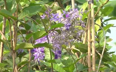 Cây mai xanh giá đắt đỏ tại Làng hoa Sa Đéc