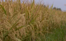 Phát triển hợp tác xã nông nghiệp ứng phó biến đổi khí hậu