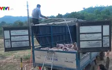 "Nóng" tình trạng buôn bán lợn không rõ nguồn gốc từ Lào
