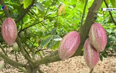 Đồng Nai: Chuyển đổi cây trồng giúp nông dân tăng thu nhập 23 lần