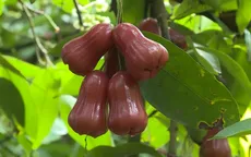 Mận "ngủ mùng" giảm lượng thuốc trừ sâu