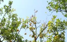 Sản lượng quýt hồng Lai Vung sụt giảm nghiêm trọng