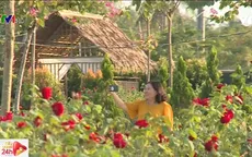 Thỏa sức "check in" ở cánh đồng hoa hồng 1,5 ha