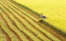 Chuyển đổi trồng lúa ở ĐBSCL: Cần có lộ trình và định hướng