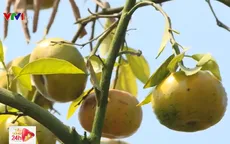 Sản lượng quýt hồng Lai Vung sụt giảm mạnh