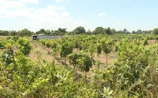 Nhiều lý do cho hành vi trồng cây, xây nhà trái phép