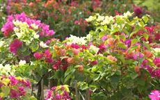 Thu phí làng hoa Sa Đéc, người dân hưởng lợi gì?