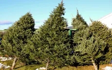 Thiếu hụt nguồn cung cây thông Noel tại Mỹ