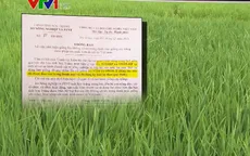 Công khai 2 giống lúa không có trong danh mục giống cây trồng