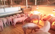 Hơn 5 năm nữa, đàn lợn của Trung Quốc mới có thể hồi phục
