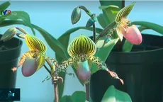 Nhiều giống lan độc lạ tại Triển lãm hoa, cây cảnh quốc tế
