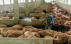 Trung Quốc: Phá sóng để ngăn máy bay không người lái gieo rắc bệnh tả lợn