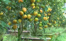 Quýt hồng lên chậu Lai Vung cung không đủ cầu