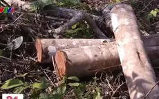 Lâm tặc đốn hạ hàng trăm cây gỗ rừng tại Thanh Hóa