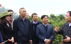 Phấn đấu xuất khẩu vải đi Nhật Bản từ năm 2020