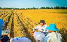 Nhà khoa học - doanh nghiệp hợp tác góp phần hoàn thiện chuỗi sản xuất gạo