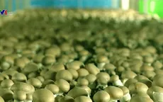 Tăng 40% năng suất nấm nhờ áp dụng VietGAP