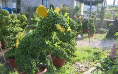 Độc đáo kiểng thú hình chuột