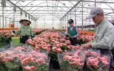 Hợp tác để giải quyết nhu cầu giống hoa mới