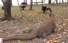 Indonesia thu hút khách du lịch tới đảo Komodo