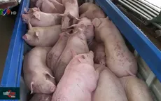 Có nên cho nhập khẩu lợn thay vì để nhập lậu mất kiểm soát?