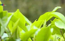 Trà Gò Loi - Kết tinh của hương vị núi rừng nơi đất võ