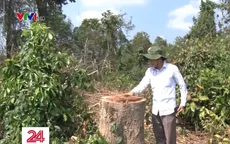 Làm rõ trách nhiệm vụ Khu Bảo tồn phá rừng trồng dược liệu