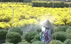 Thương lái đổ về Sa Đéc mua cúc mâm xôi bán Tết